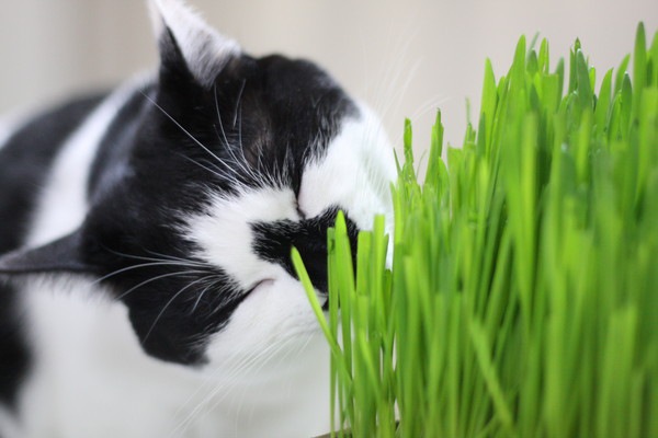 猫が猫草を吐く時できる4つの対処法