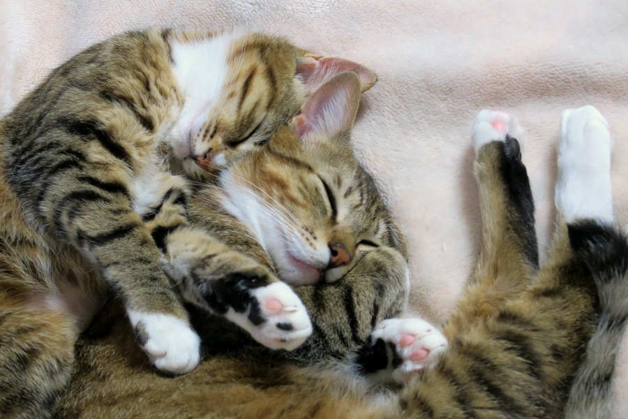 猫団子になって眠る理由と作り方
