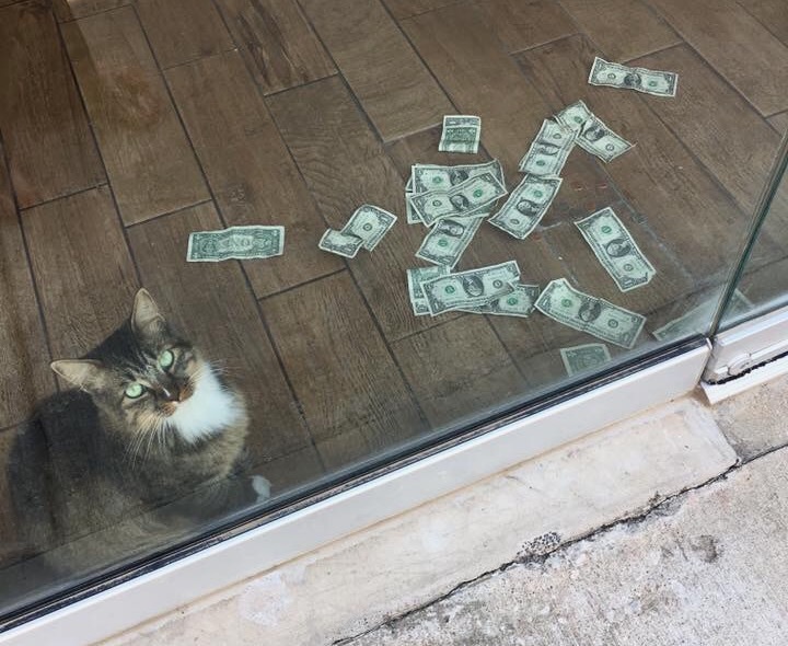 オフィス猫の周囲にはいつもお金が散乱している？！その理由は…