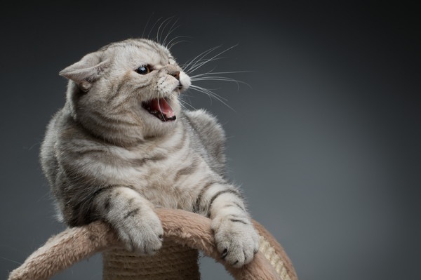 猫の鳴き声が変…考えられる７つの原因