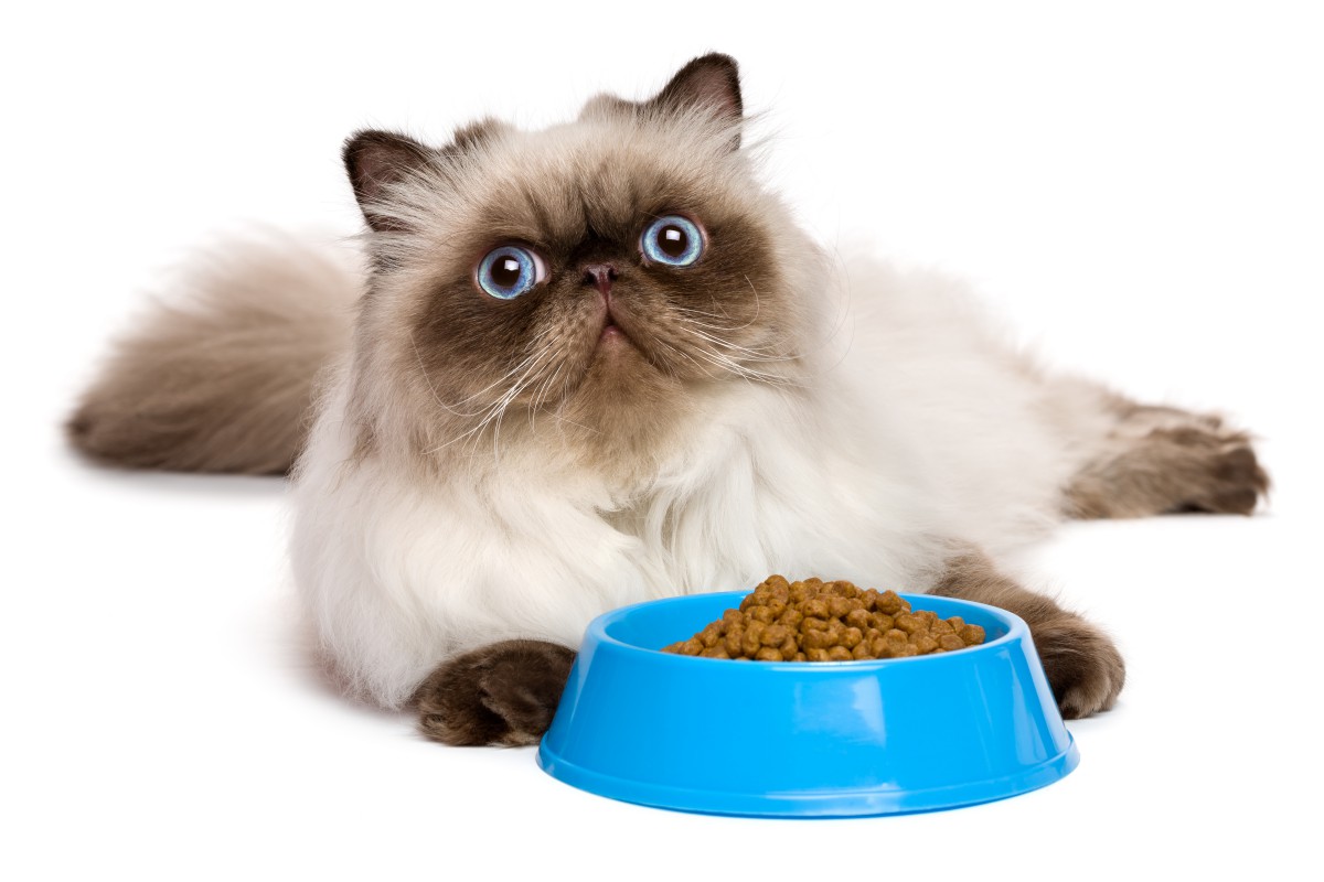 猫に最適な量の餌を与えて肥満になるのを防ぐ