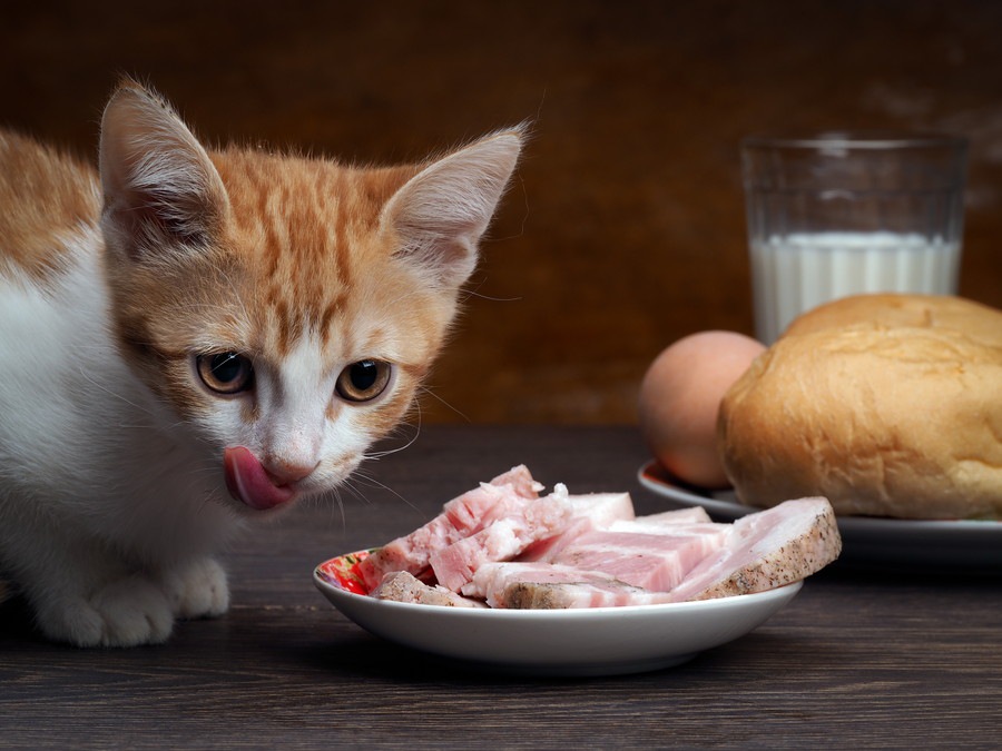 猫にハムを与えても大丈夫？食べて良いもの悪いもの！