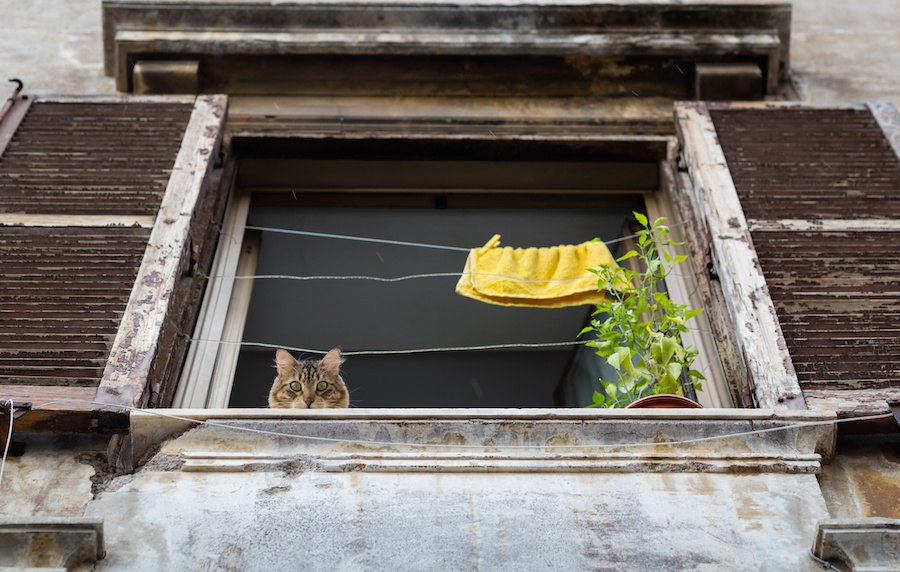 【世界にゃん事情】 「殺処分のない街」イタリア ローマの猫たち