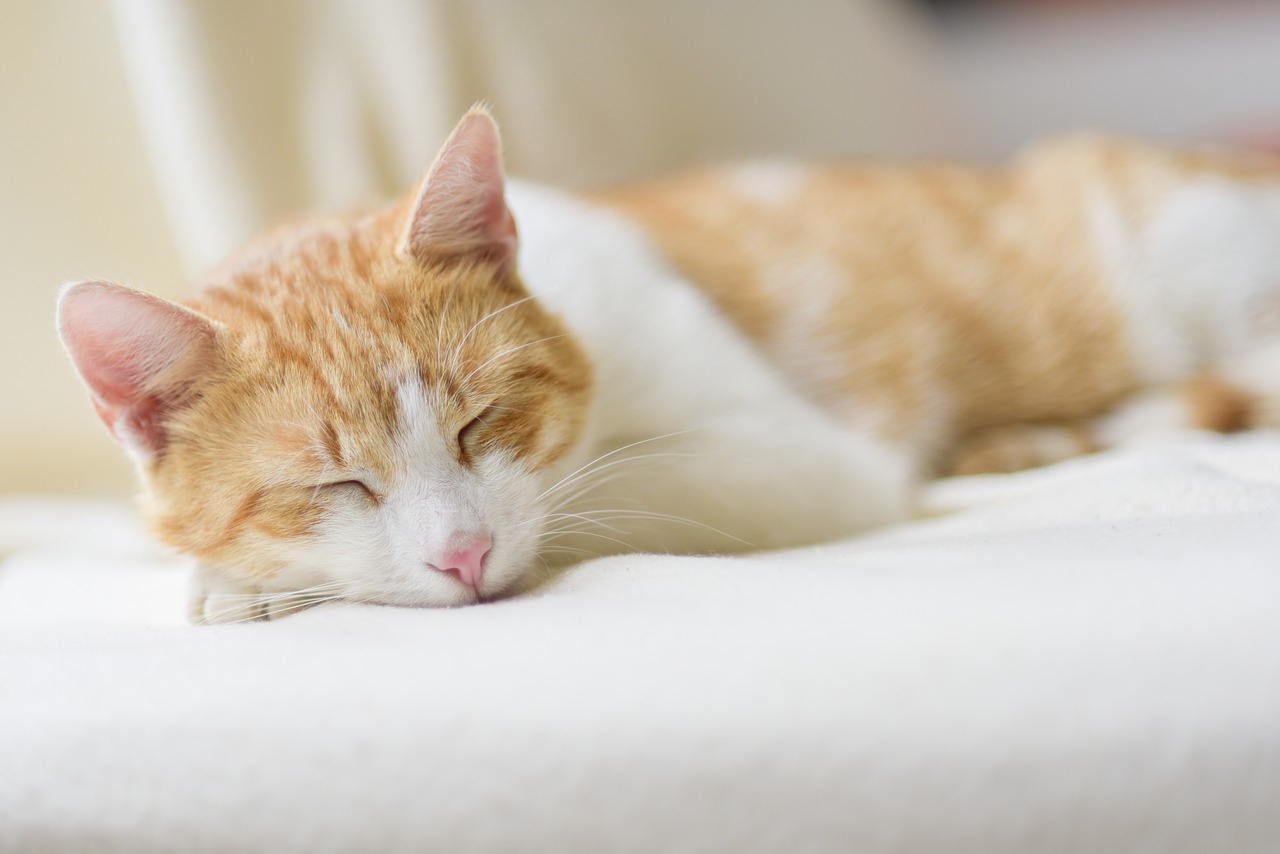 猫が寝てばかりいる3つの理由とその効果