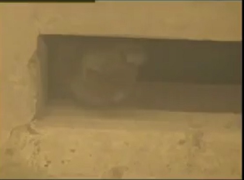 「トンネル内に子猫がいる‼」複数のドライバー達の通報で救助活動が開始