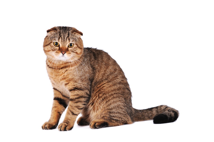 猫の体型・ボディタイプの6つの分類と特徴