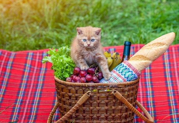 猫の免疫力をアップさせる5つの食材！