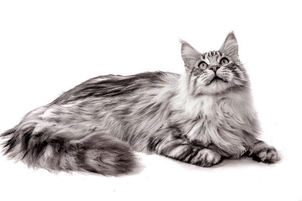 猫に関する６つのギネス記録！凄い猫ちゃんをご紹介