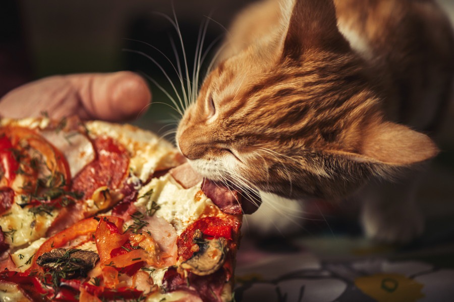 ピザキャットは猫のピザ屋さん！キャンペーンの内容や今までの活動
