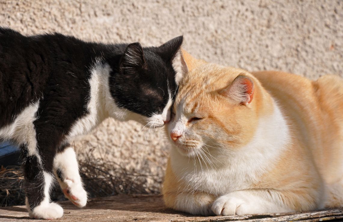 猫の挨拶の仕方と相手による種類の違い