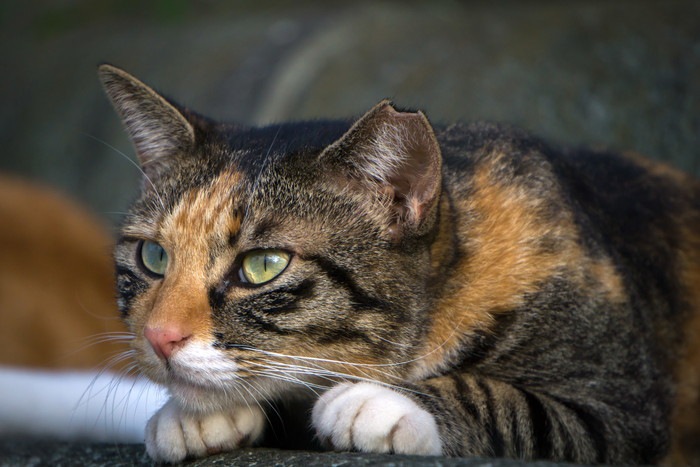 猫がおしりふりふりするのはなぜ？4つの理由とかわいい姿の動画を紹介