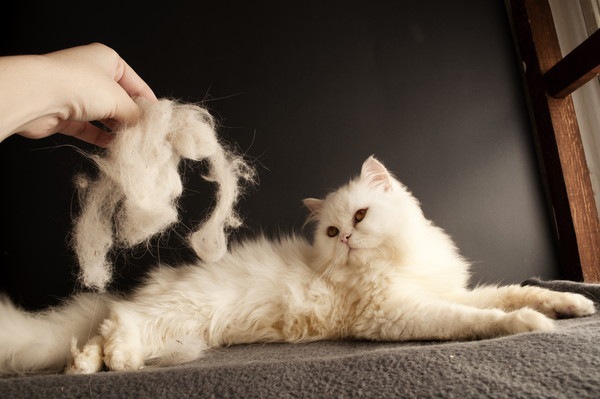 猫が毛をむしる原因や対策法