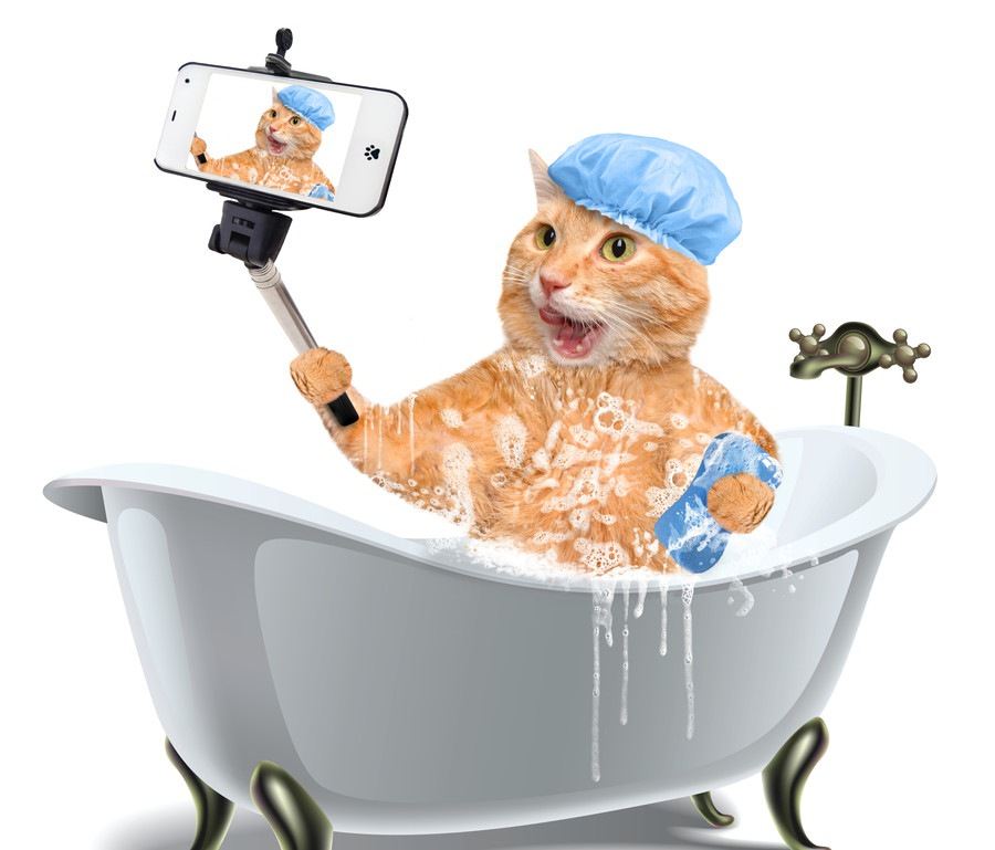 子猫をお風呂に入れる時のコツと注意点