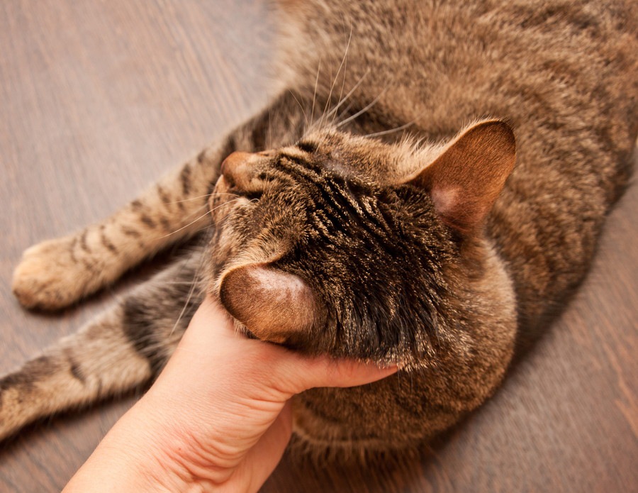 猫が皮膚病を発症する原因と症状、その治療法
