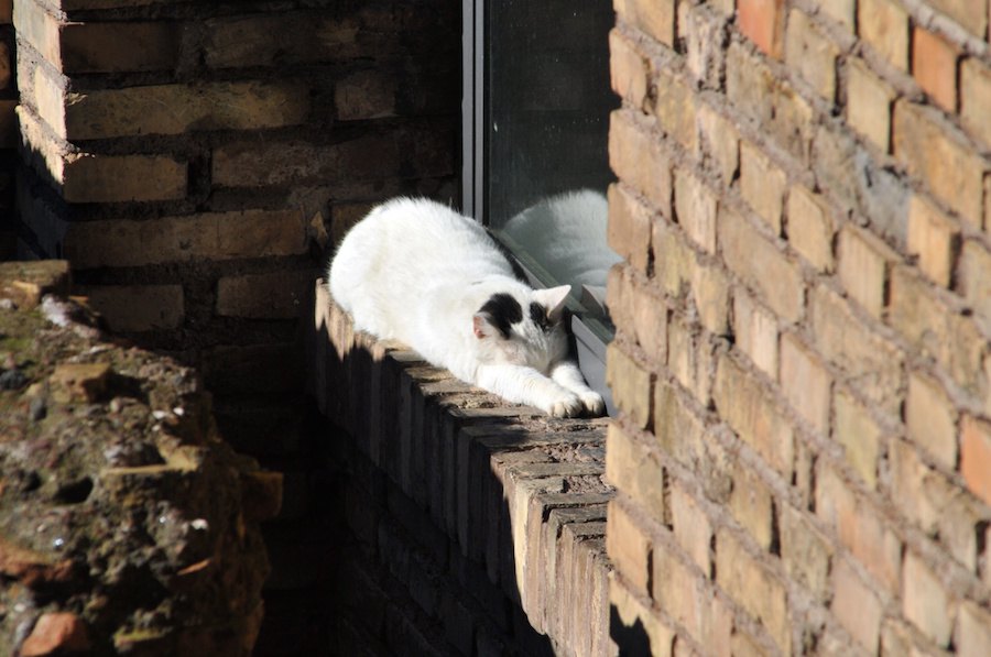 【世界にゃん事情】 「殺処分のない街」イタリア ローマの猫たち