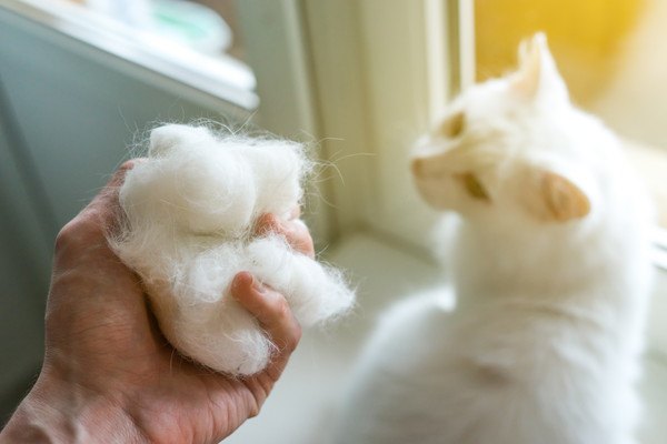 猫の毛玉を防いだり、毛球症を予防する方法