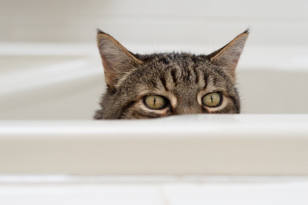 猫が飼い主のお風呂を監視する6つの意味