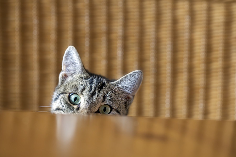 猫がテーブルに乗る理由は？しつけはできる？対策をご紹介！