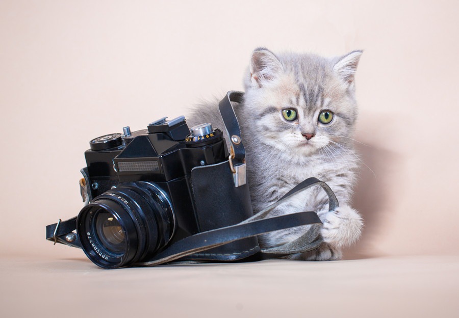 愛猫の写真を応募してみよう！いろんなフォトコンテストをご紹介