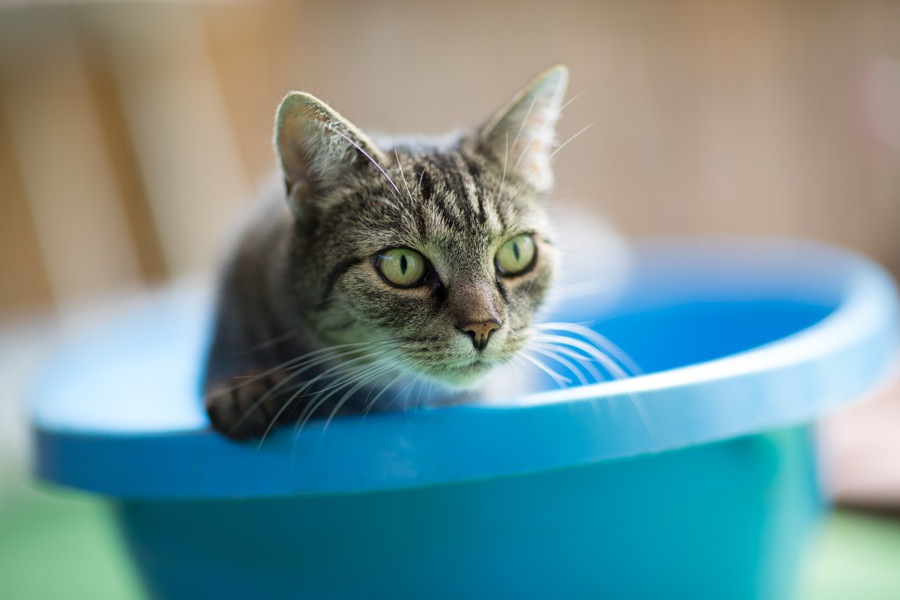 猫のシャンプー　頻度と洗い方、乾かし方や嫌がるときの対処法