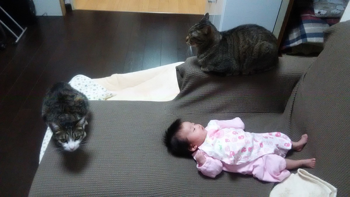 妊婦さんが愛猫と過ごす際の注意点
