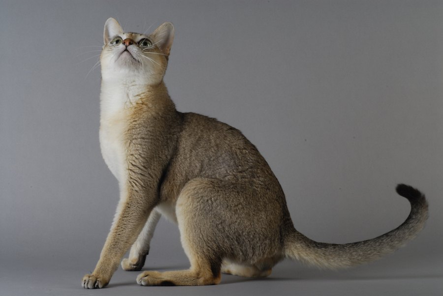 シンガポールの猫と言えば「シンガプーラ」性格や特徴、飼い方まで