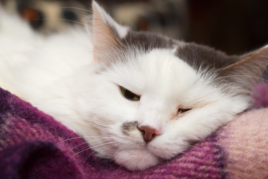 猫の目の周りが赤い時の病気やその治療・予防法