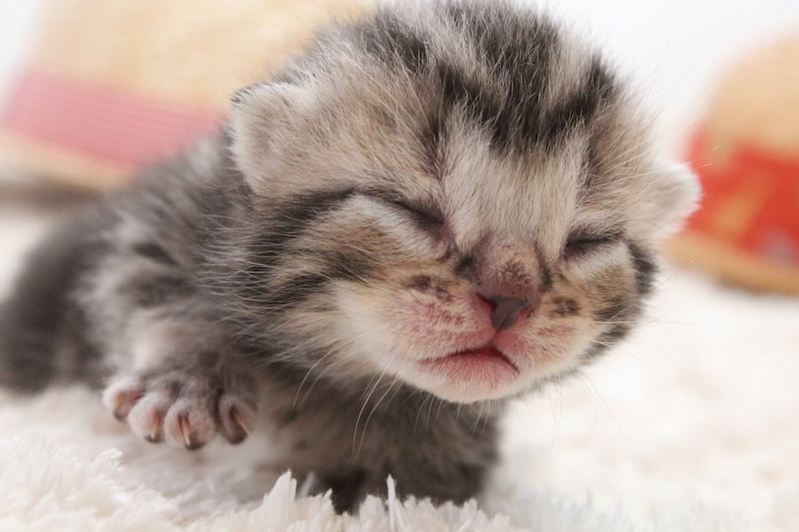 子猫の目が開かない！開くようになる期間や目の病気について