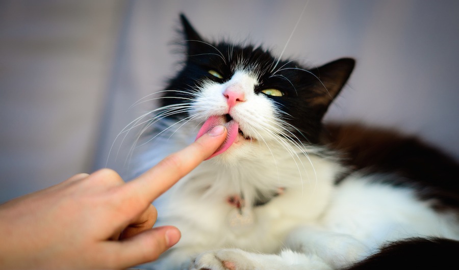猫が舐めた物は食べない方がいい！うつるかもしれない病気６選
