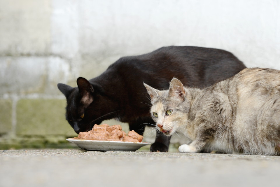 野良猫の餌やりが抱える問題点とマナー