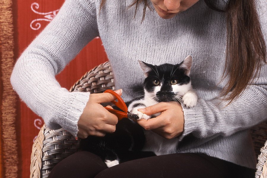 猫の爪切りおすすめな商品や選び方