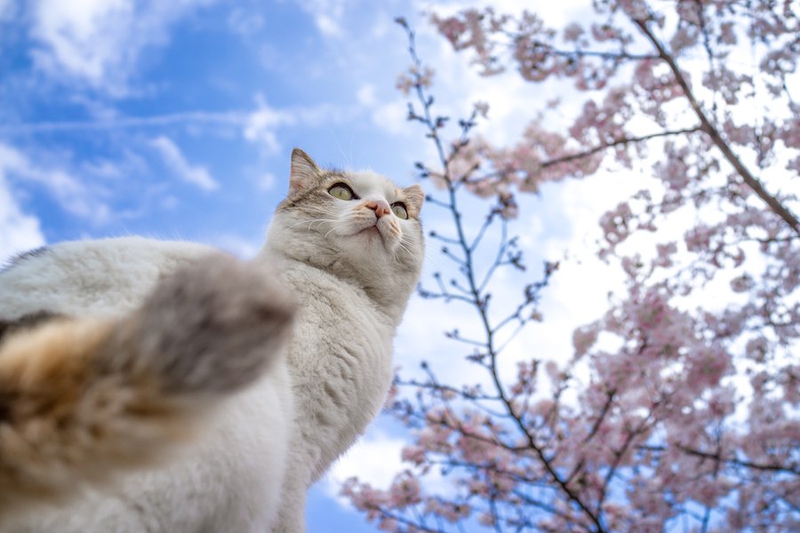 猫と春を感じる画像１８選