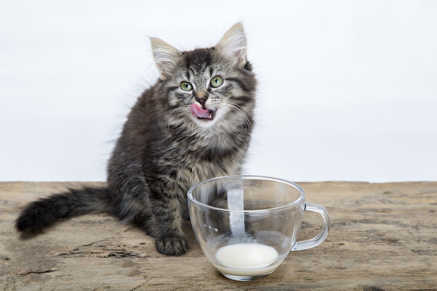 猫は甘酒を飲んでも大丈夫！与える量と注意点を解説！