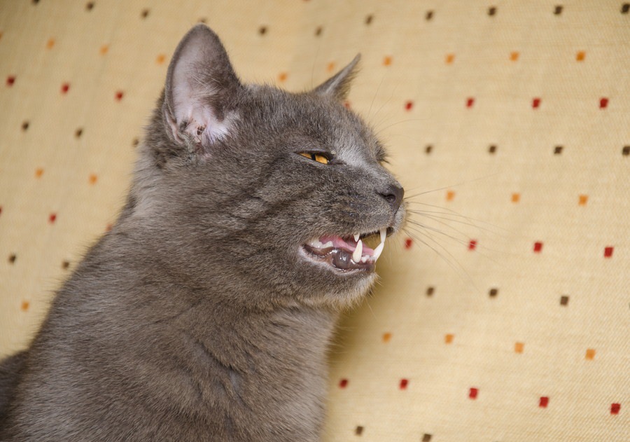 猫の声がガラガラになる3つの理由と対処法