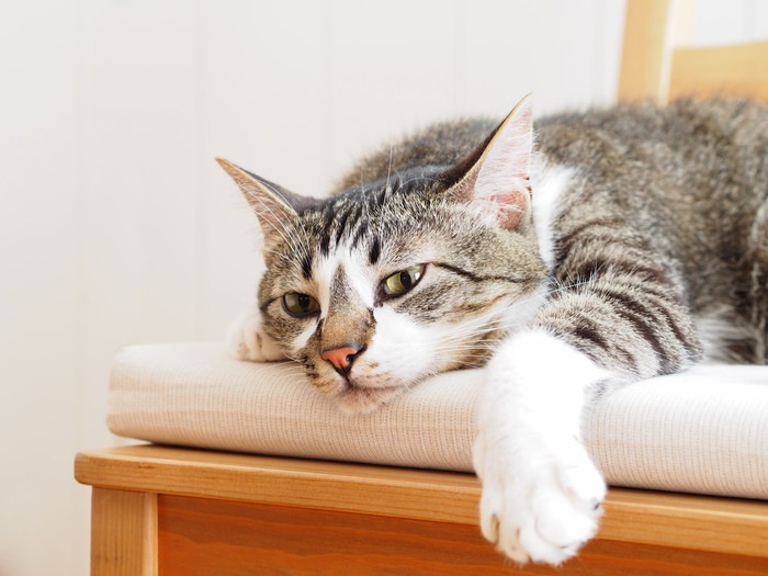 猫の中毒の症状や原因、その対処法と治療