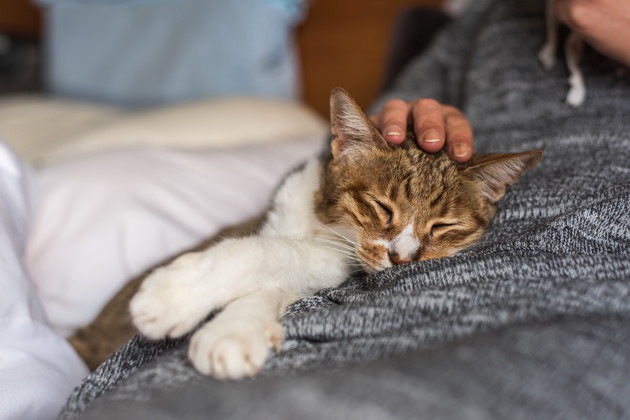 猫が一緒に寝てくれない6つの理由と一緒に寝る方法