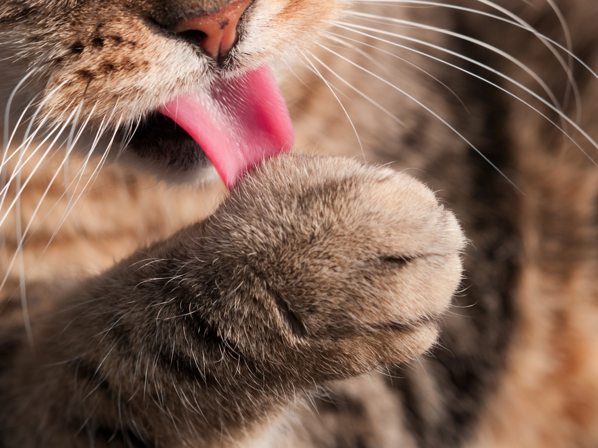 猫にシャンプーは頻繁にしてあげた方がいいの？その必要性や頻度とは