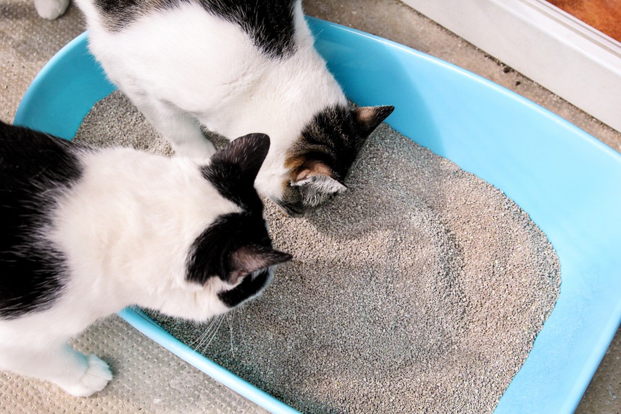 猫がトイレをしない時にも砂をかく理由