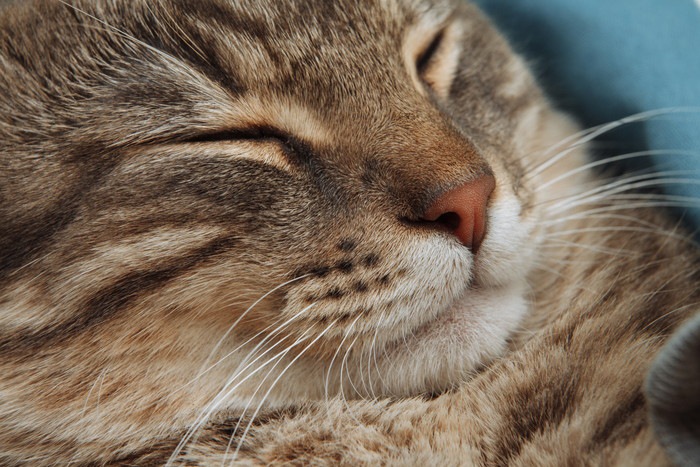 猫の蓄膿症の症状とその対処法について