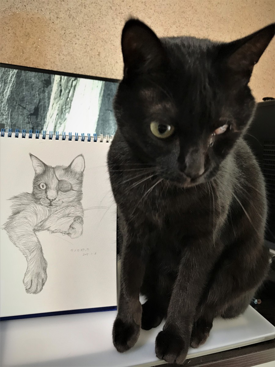 急死した猫の後継者「宝」という名の片目の黒猫