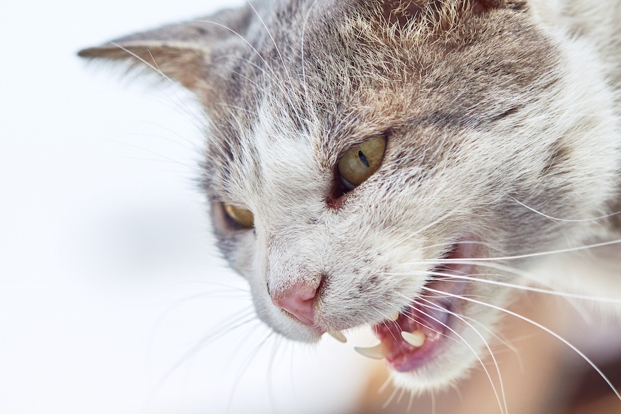 猫の口から牙がはみ出てるのは大丈夫？