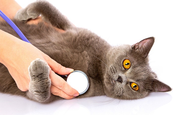 猫の3歳における体調管理と病気について