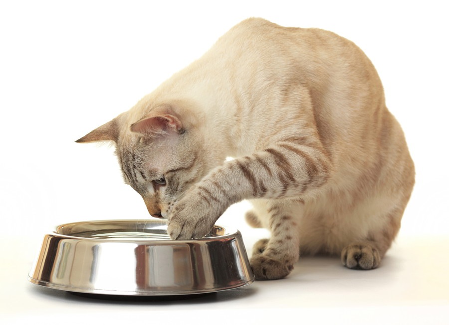 猫が一日に必要な水の量と気をつけるべき2つの注意点