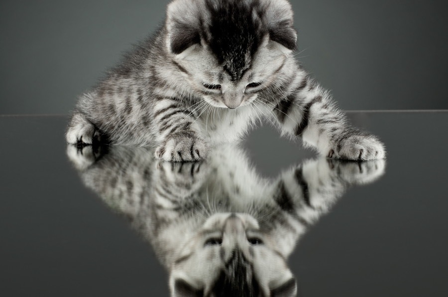 美人過ぎる猫のおすすめ画像・動画10選