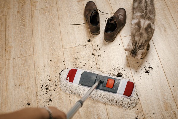 年末の大掃除！猫が遊んでしまう５つの物と対策