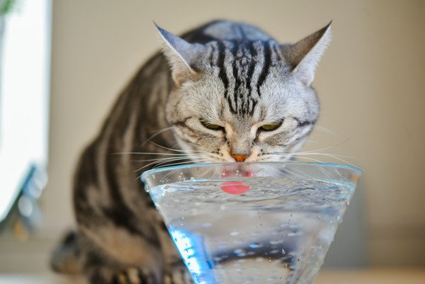 猫にミネラルウォーターを飲ませても大丈夫？軟水と硬水の違いを解説！