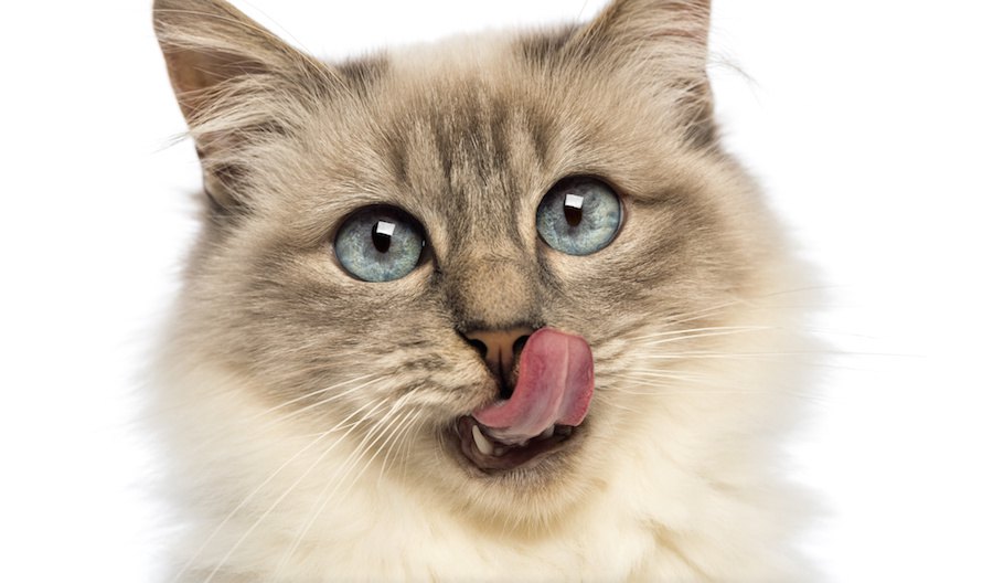 猫が口の臭いを嗅いでくるのはどうして？6つの心理