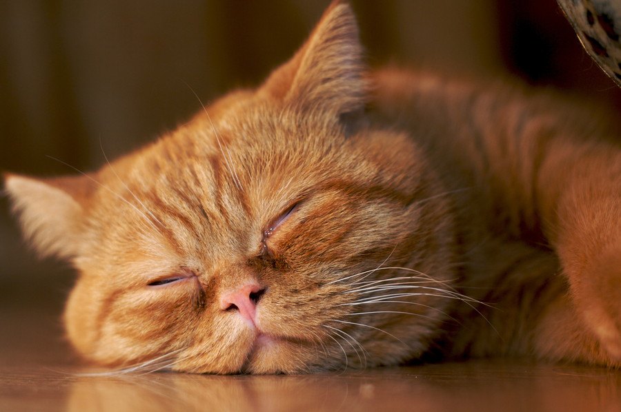 猫ちゃんのいびきの原因を知ることで病気がわかる？すぐできる対策を紹介