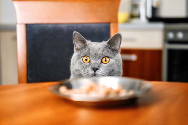 猫の免疫力をアップさせる5つの食材！