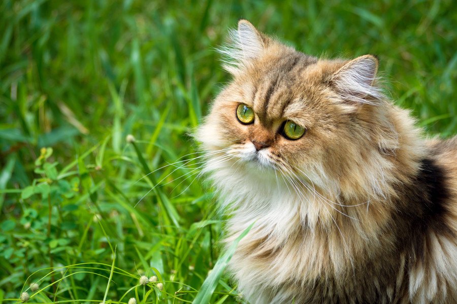 猫の性格や健康は毛の長さで違う？ 